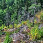 Kauniainen Kasavuori